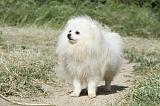 SPITZ ALLEMAND 403
